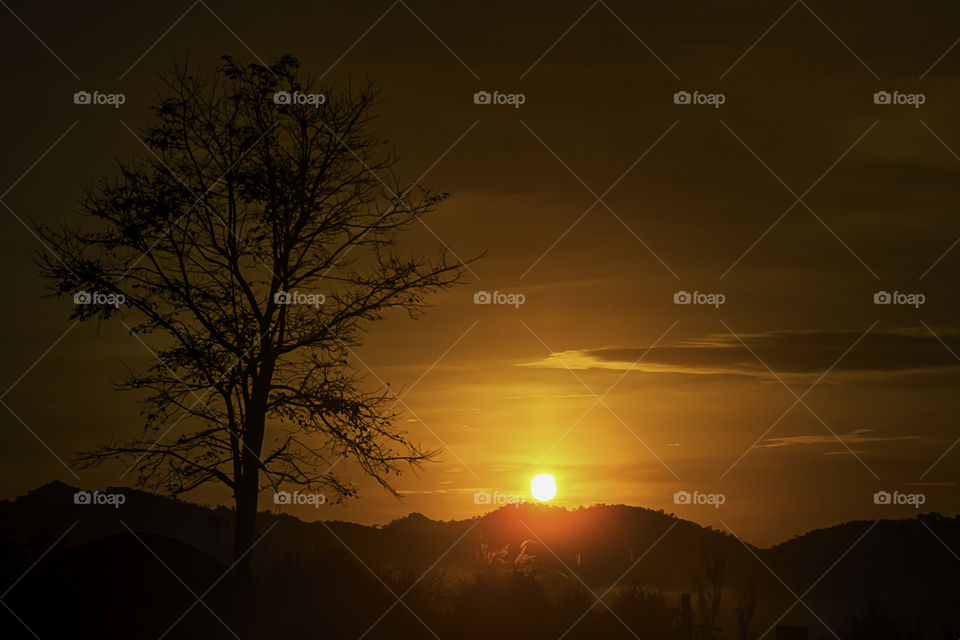 The morning sun light behind the mountains and the tree.