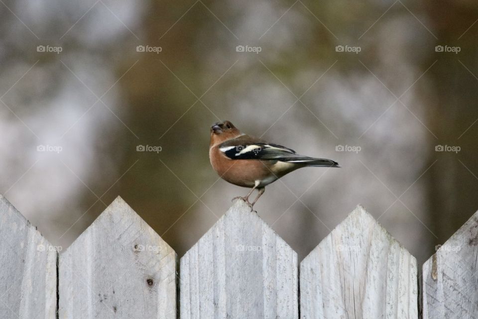 Bullfinch 