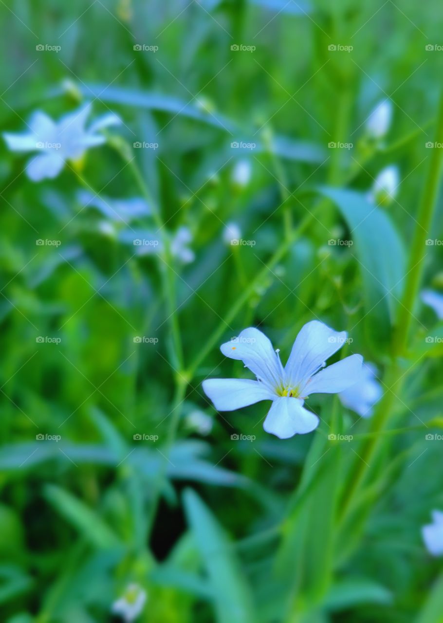 little White wild flowers