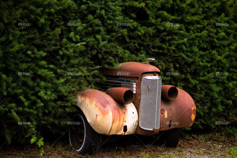 What’s that car doing in the hedge?!? A vintage car was parked in the middle of a hedge for it appears years as a 6 ft tall hedge has grown around the middle of the car so that just the front hood is sticking out on one side. 