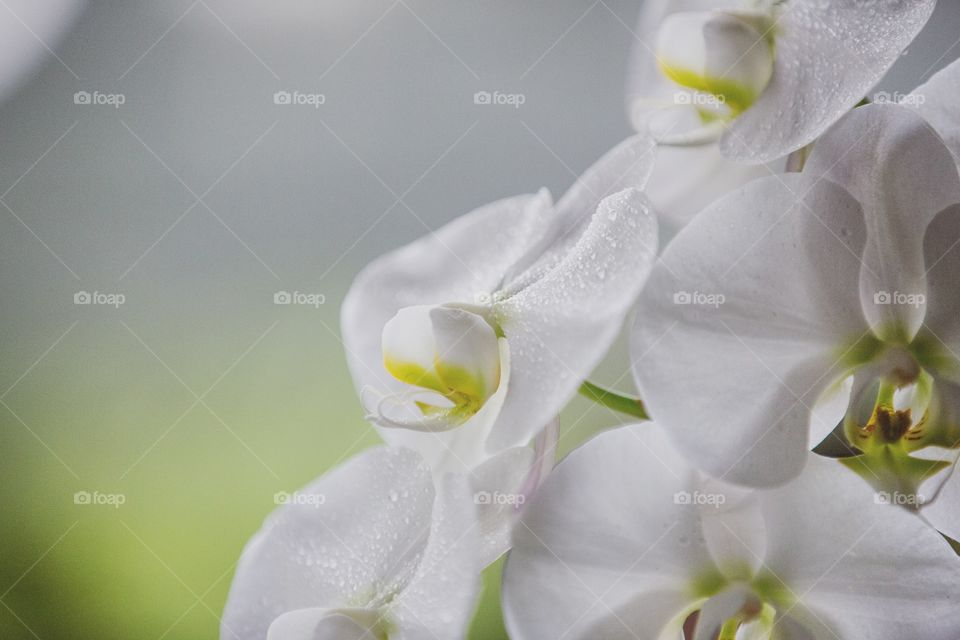 Close-up of a gorgeous orchid flowers blooming