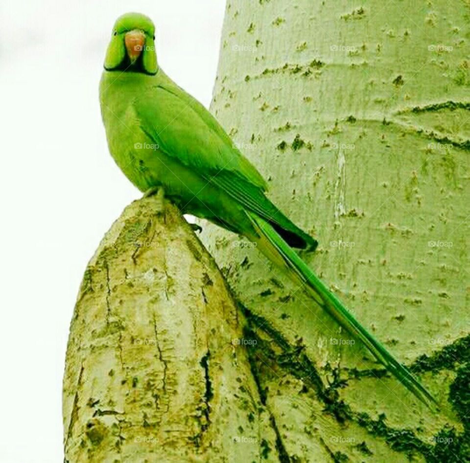 beautiful parrot