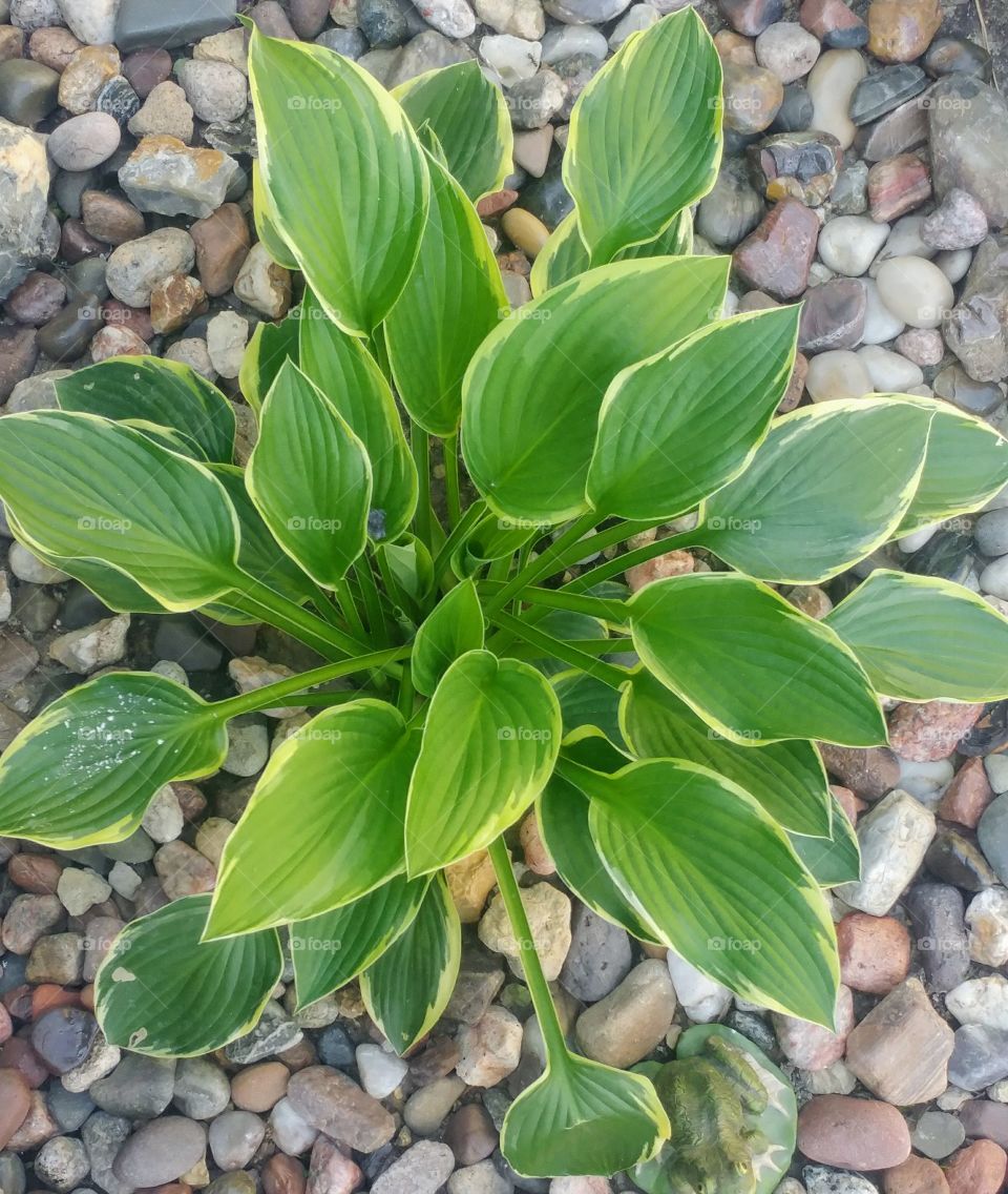 hosta