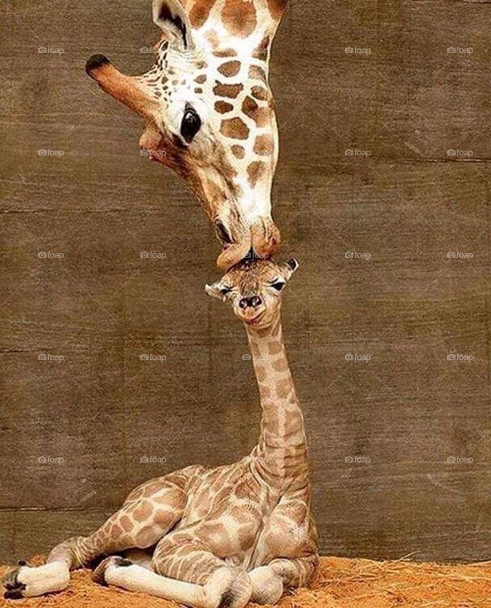 mother Giraffe kiss her small baby