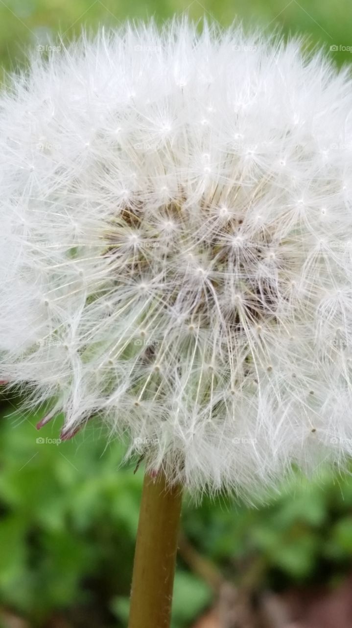 Allergy season is here. have loved these since I was a little boy