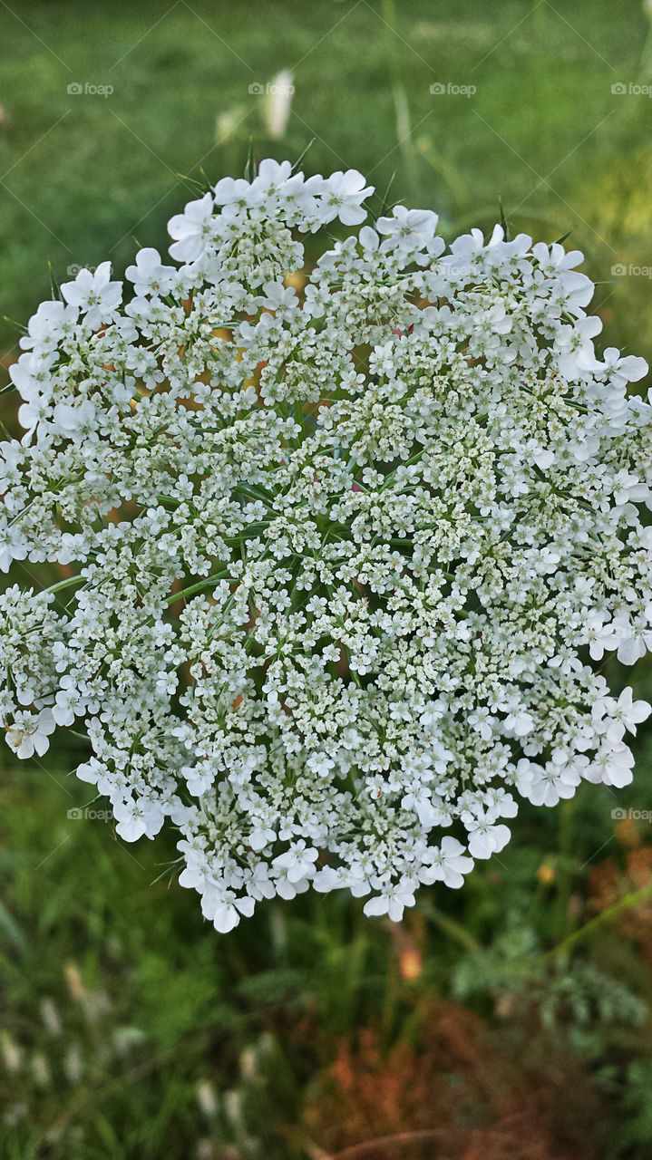 Wild Carrot Umbel. Daucus carota