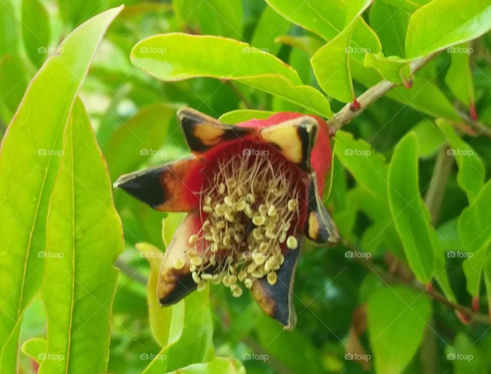 red yellow and black pomegranate flower in front of green leaves