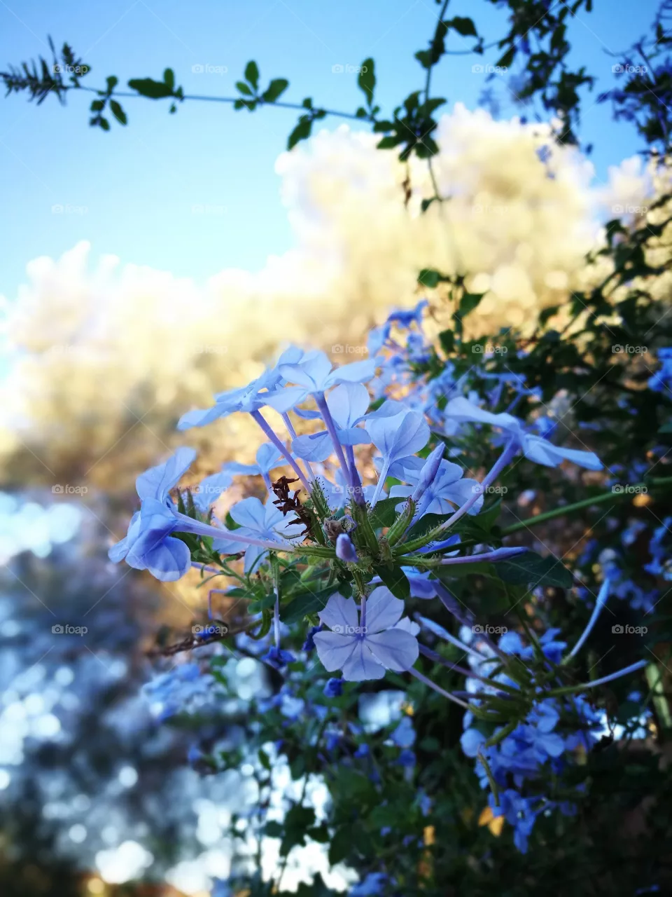flowers