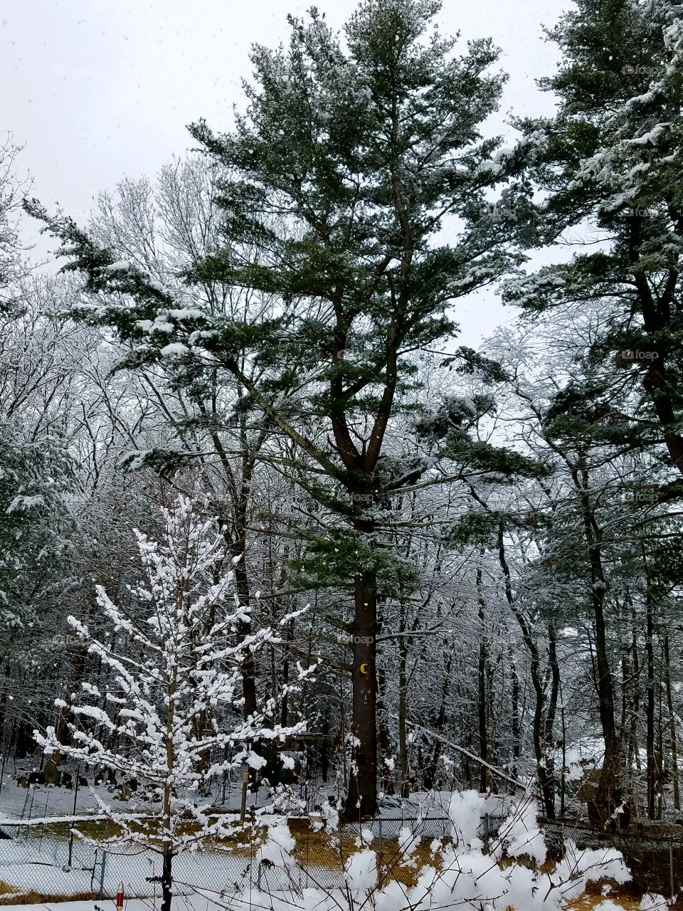 Frozen last snowfall of the year, looking deep into the woods. There are all different trees visible, some frozen in ice.