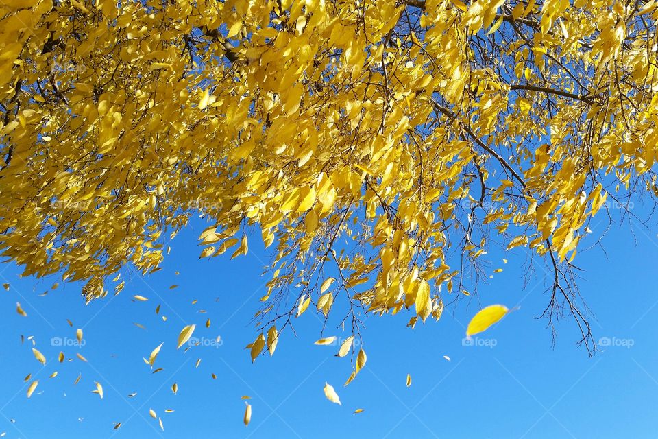 Falling leaves in the wind