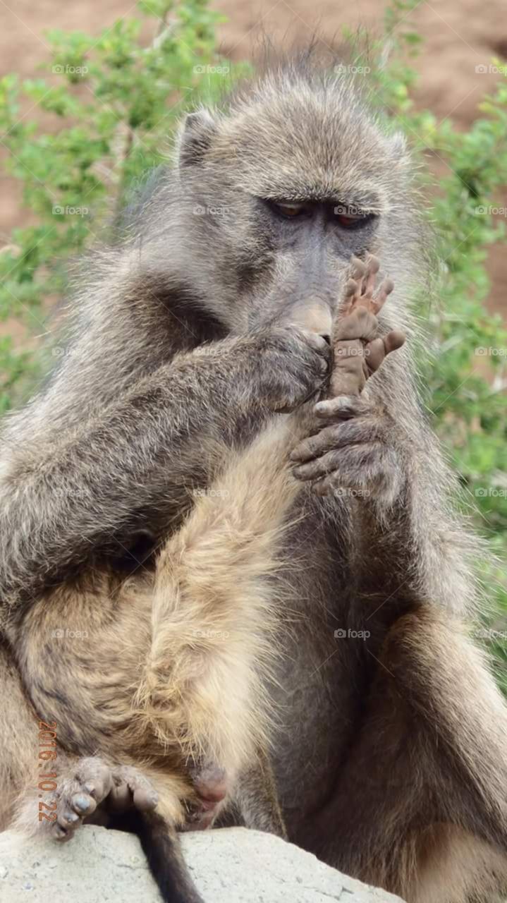 There is something on his paw