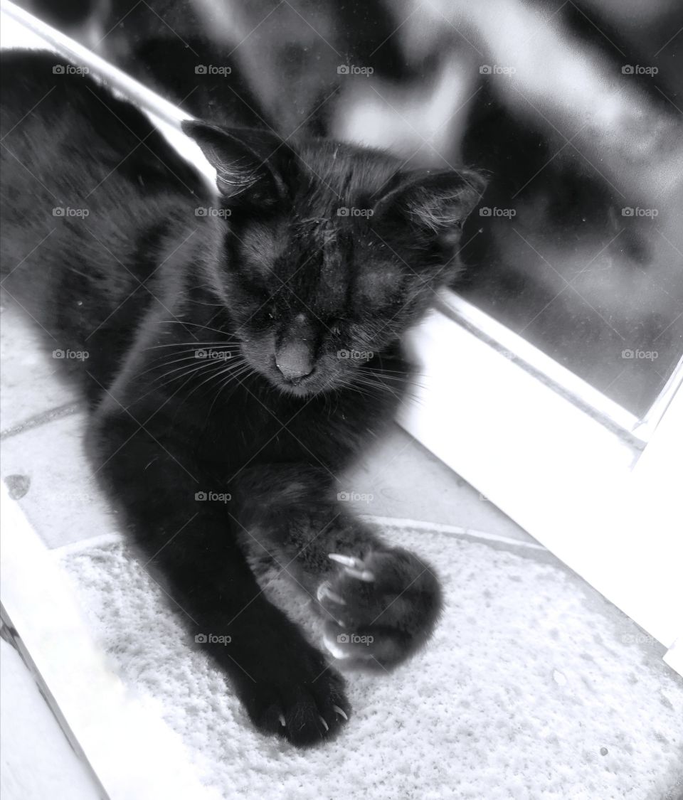 Cat pet street alone homeless day view kitten