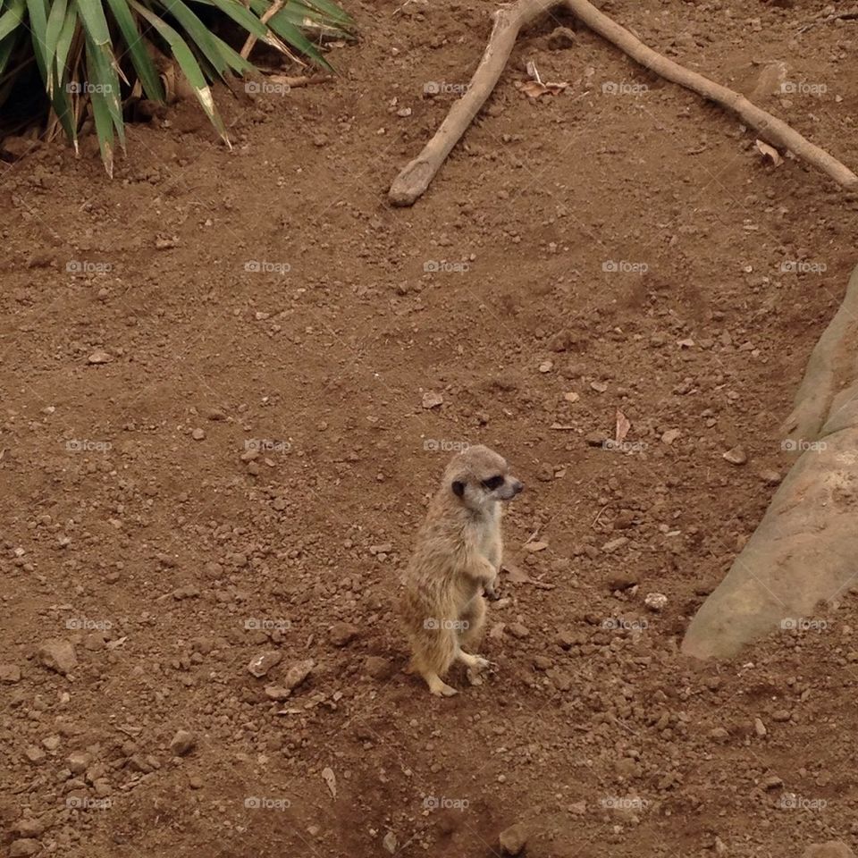 Meerkat 