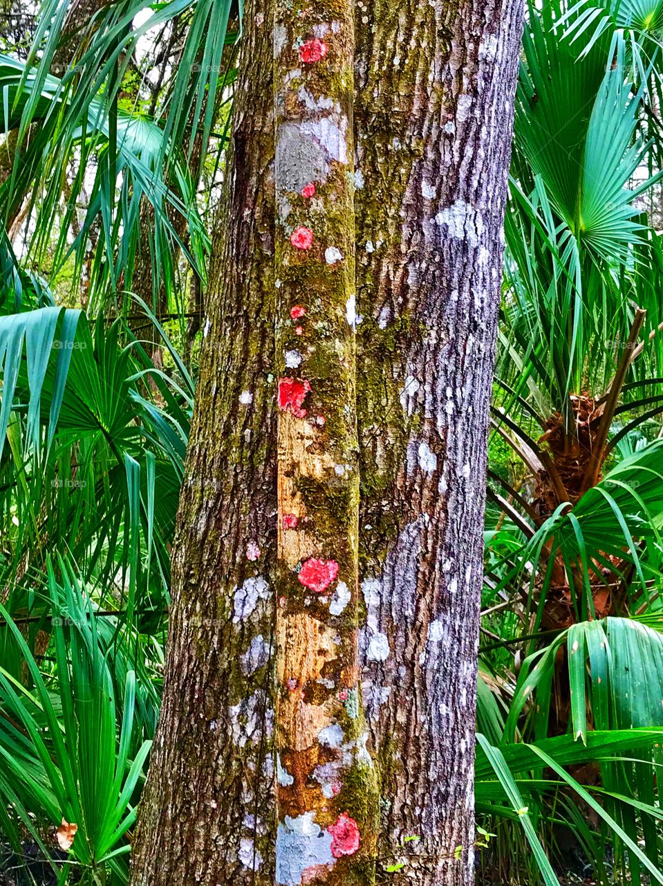 Two trees with colorful bark in tropical forest