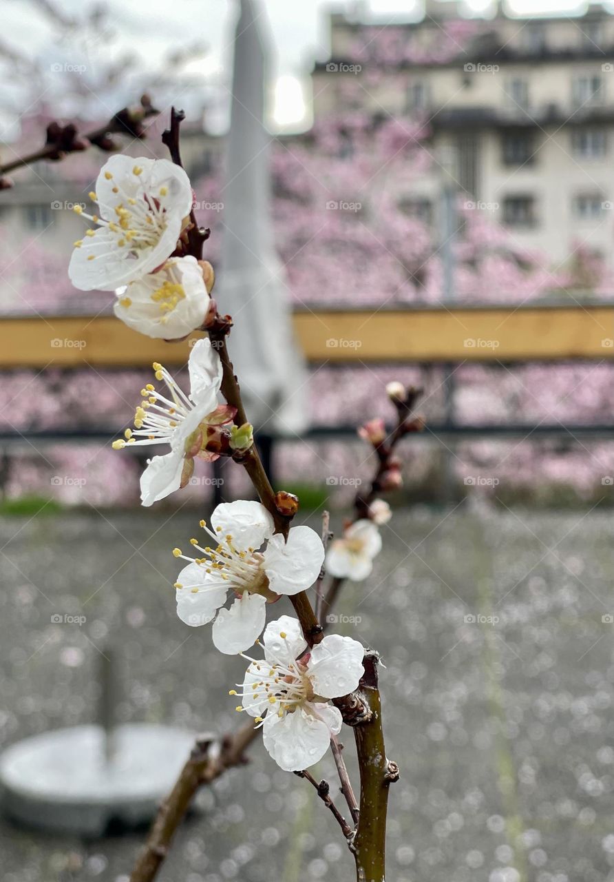 close up photo of flowering branch in spring, plum blossoms