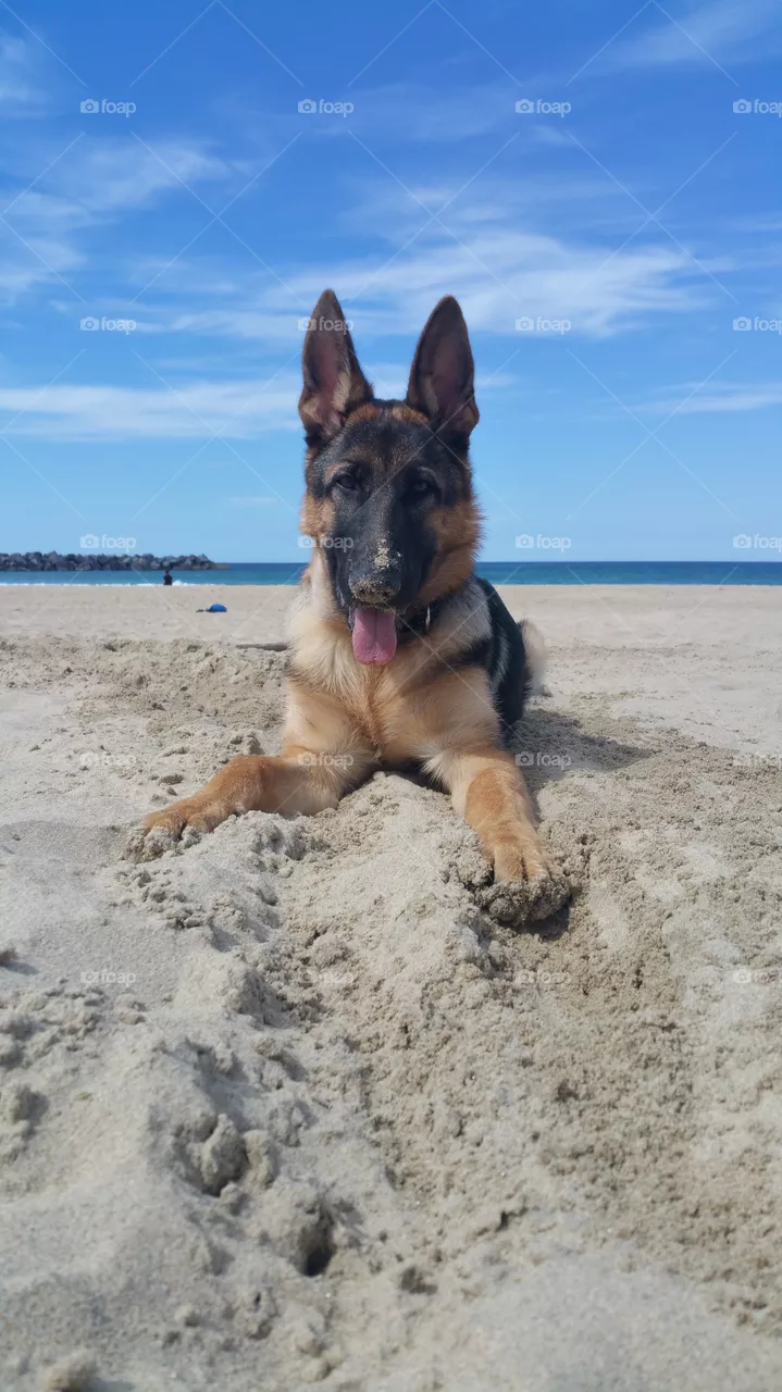 Dog