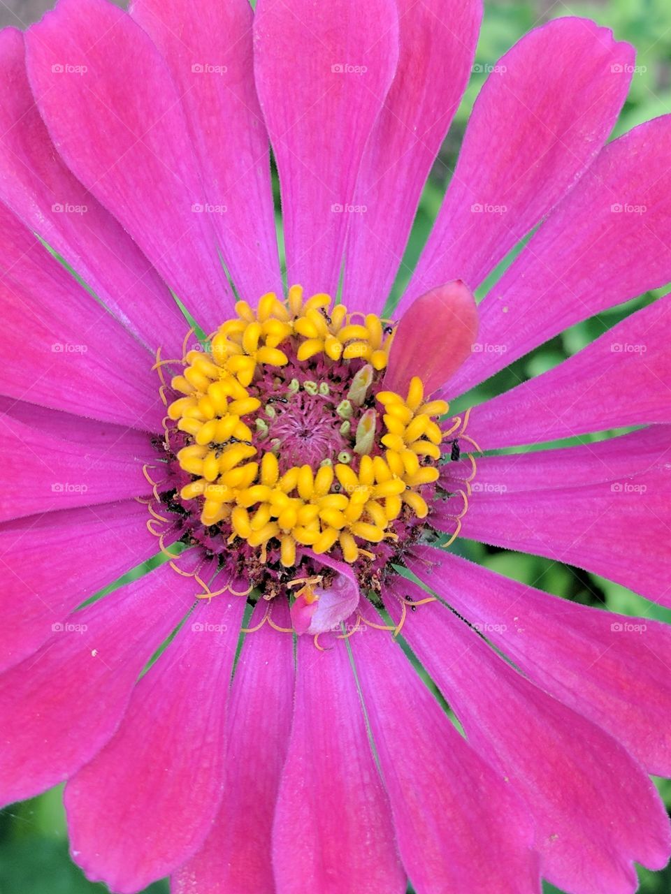 colorful Mexican sunflower