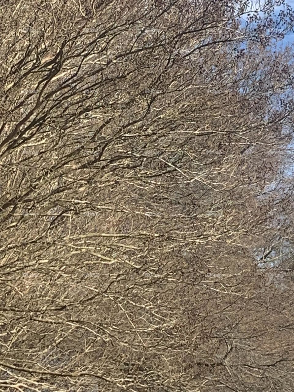 Silvery branches