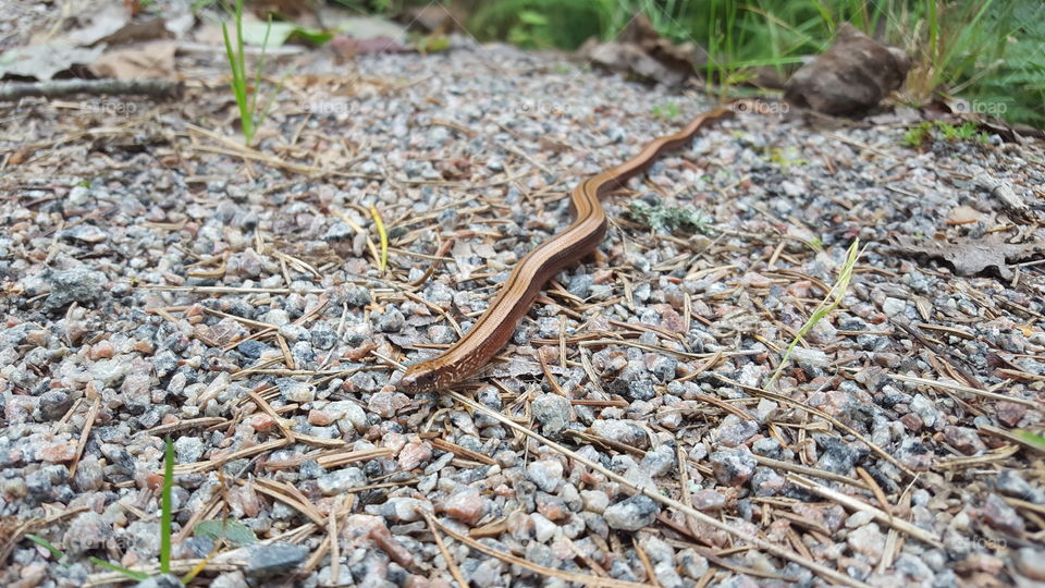 Copper lizard (legless lizard)