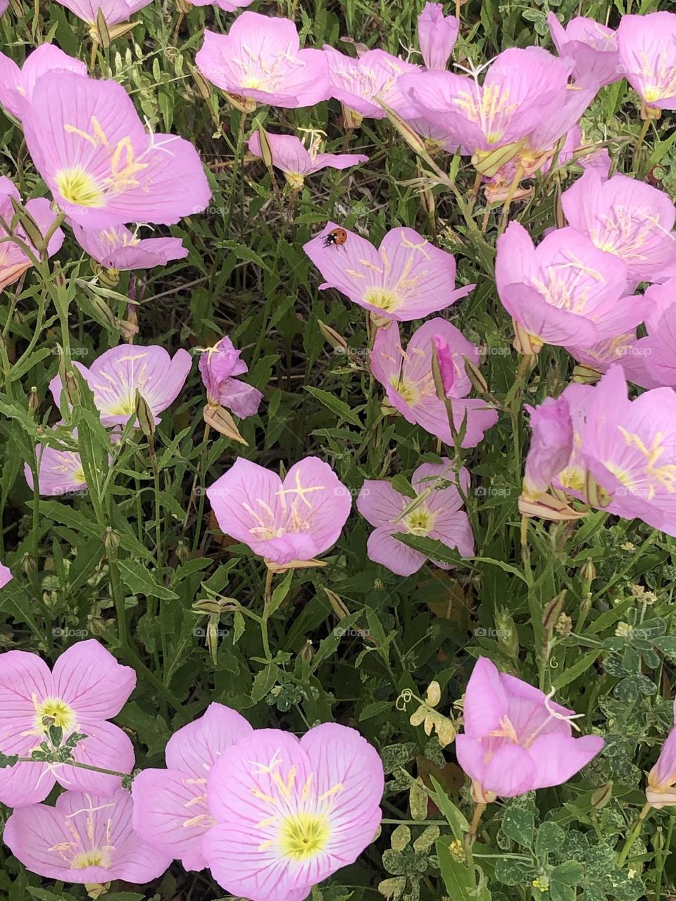 Buttercups a plenty growing here on the ranch in Texas- a ladybug enjoys they’re beauty 🌸