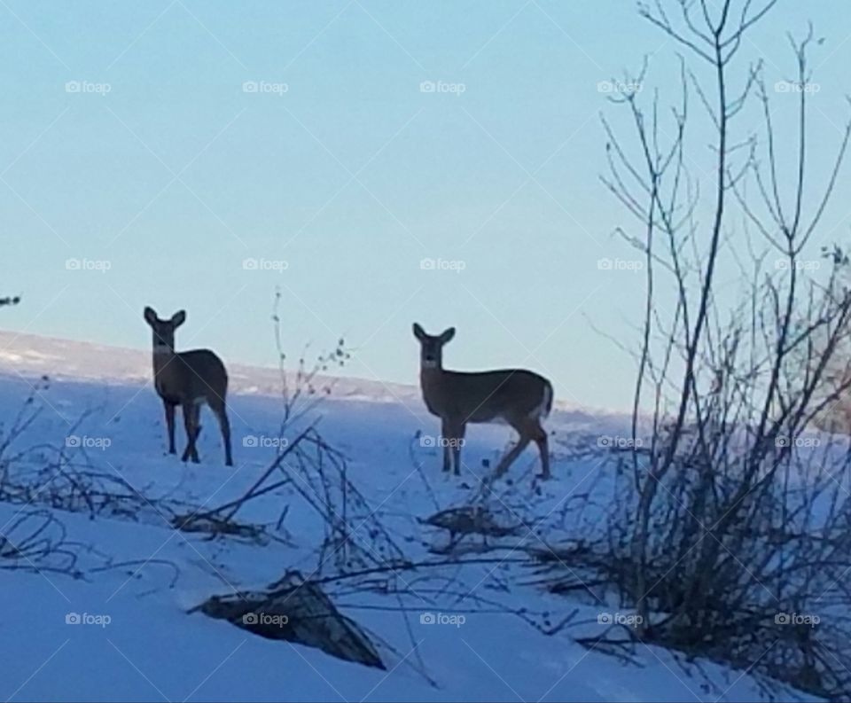 Two deer on the hill