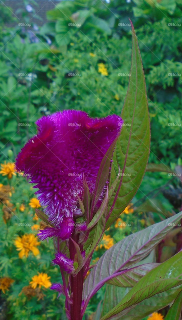 NATURE, ENVIRONMENT, GARTEN, PLANT.