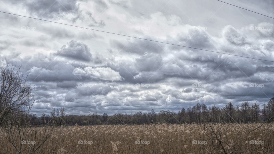 Field of reed against cloudy sky