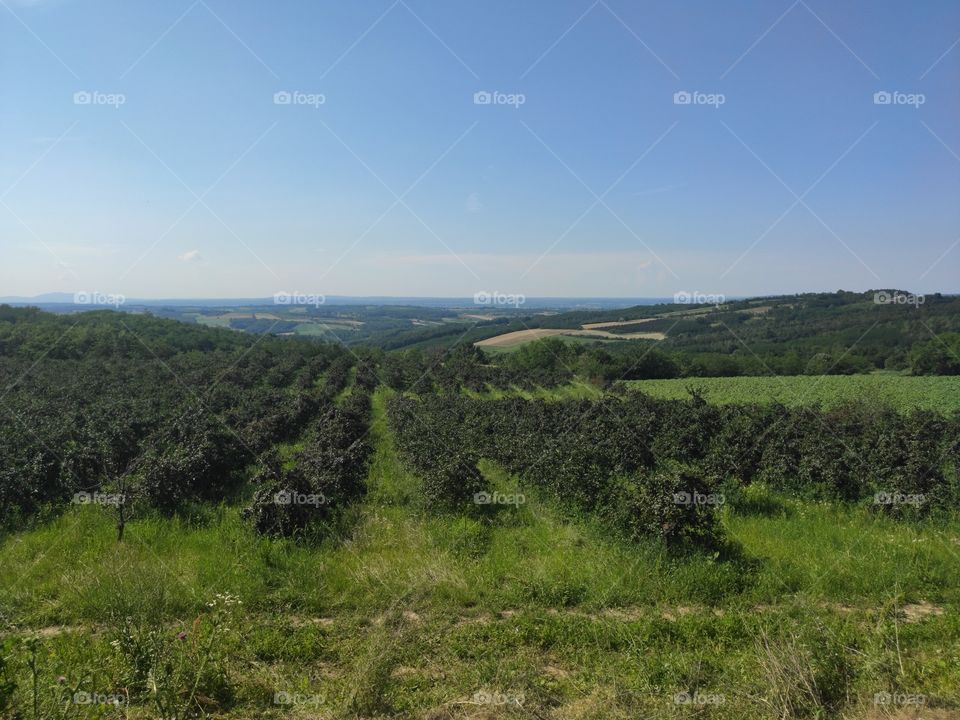 Serbian landscape green fields summer scenery
