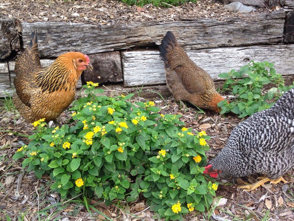 Backyard chickens