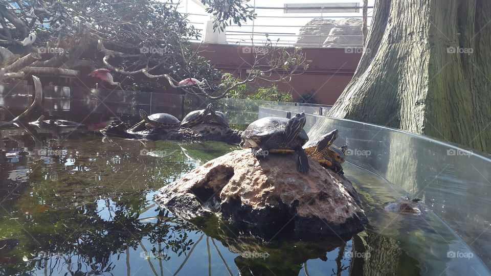 These turtles address so fancy! They started posing as soon as they saw my camera!
