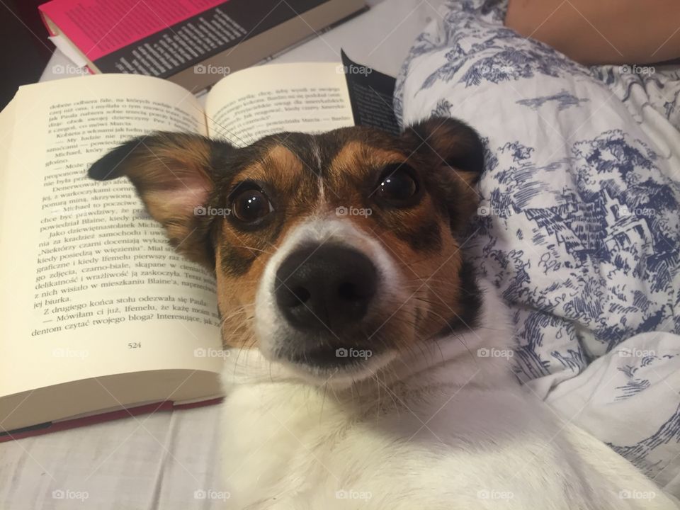 A dog sleeping on a book