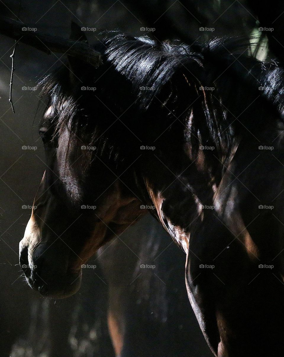 Wild Horse in Deep Morning Shade