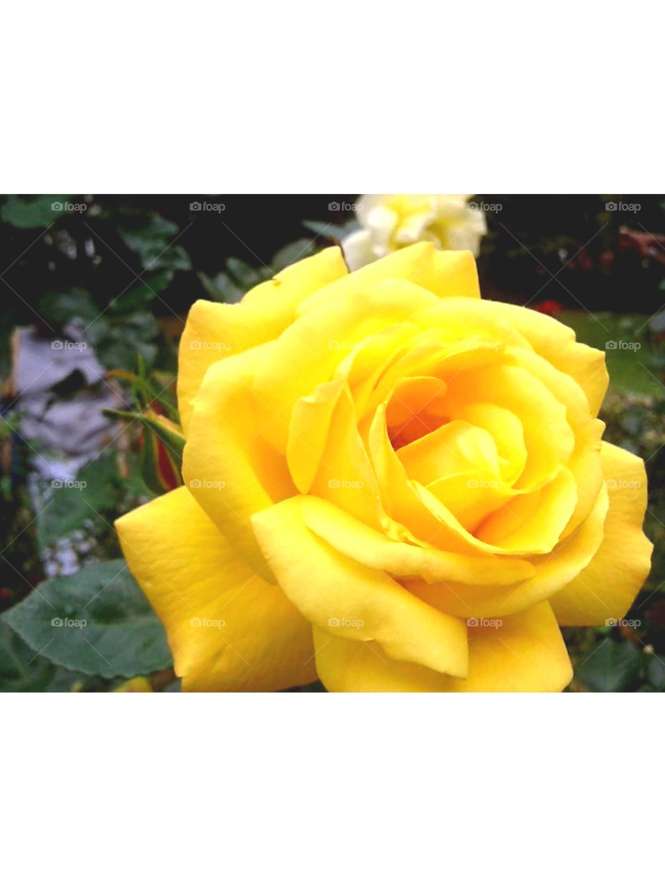 Beautiful Rose flower in my garden in the morning