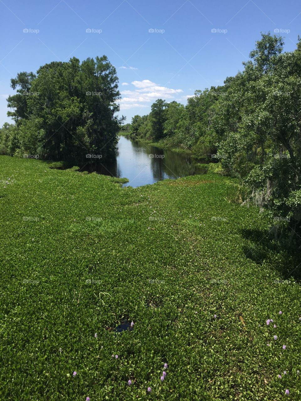 Bayou in New Orleans 