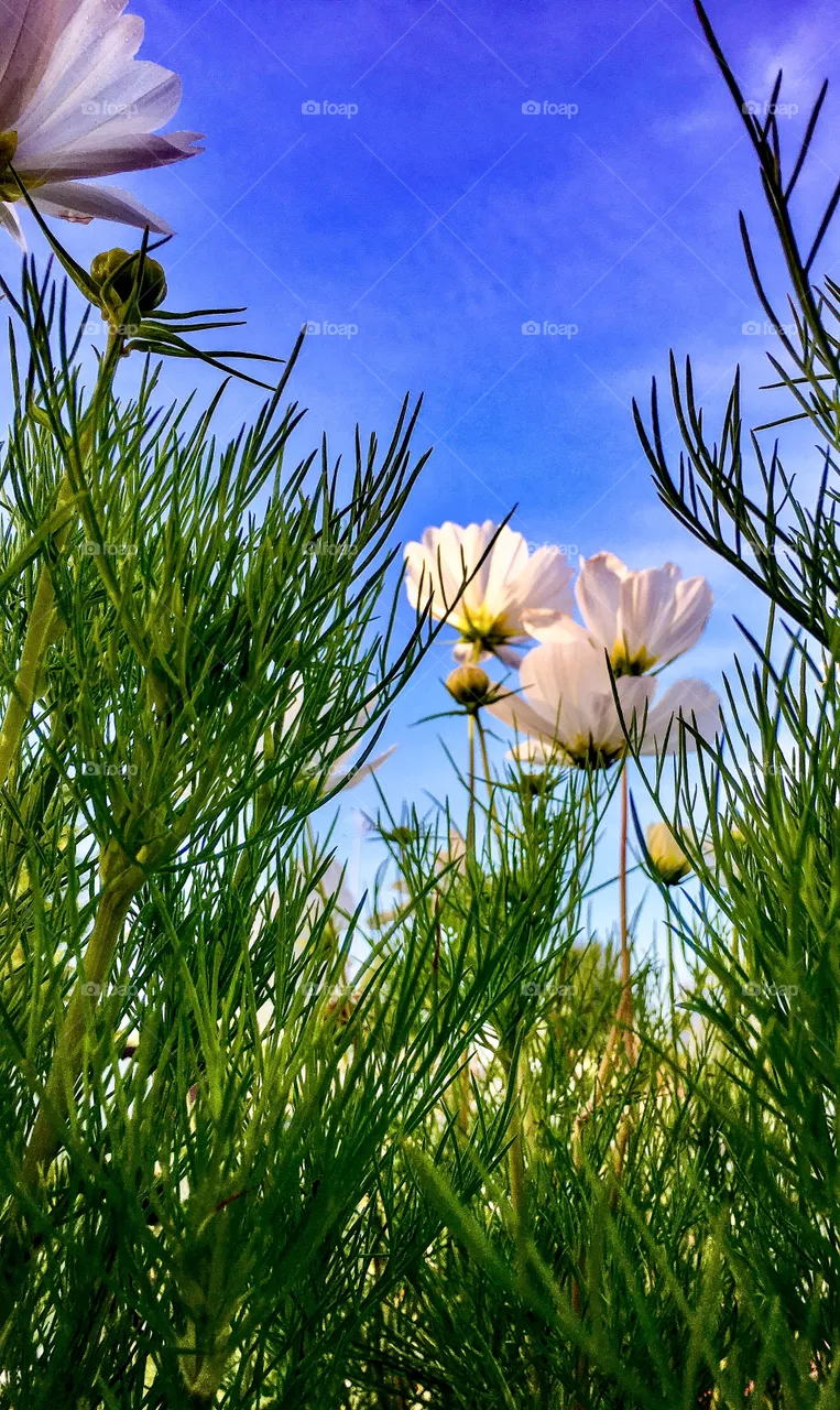 Looking Up