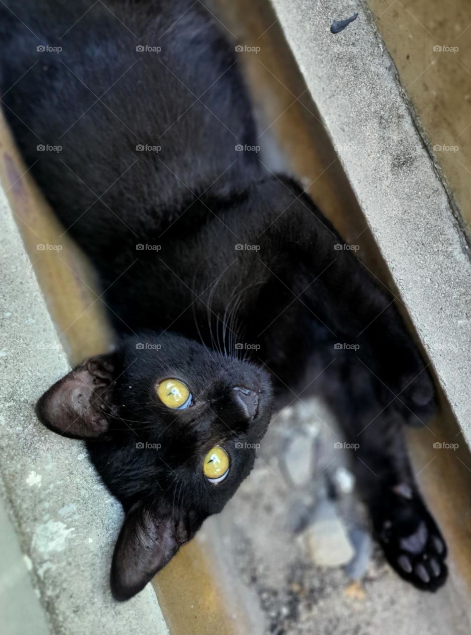 Bombay Cat