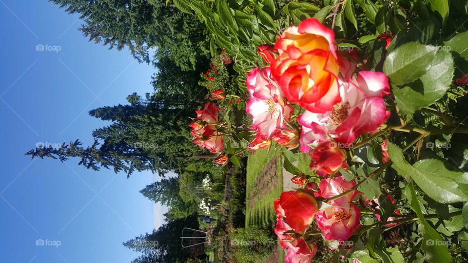 Rose  garden in Portland. 
this is my first time visit Portland,  I enjoy it has a lot of kind of roses smell or over the place, one of my favorites I'm sure I'll visit again soon ,I took this picture from my Samsung galaxy S6