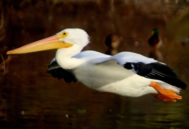 American White Pelican in Flight