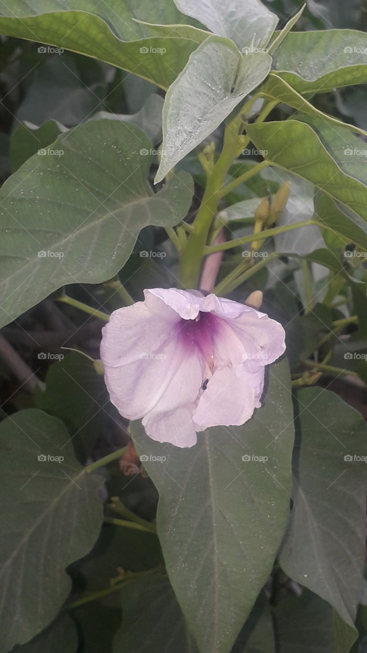 Dhatura flower image.