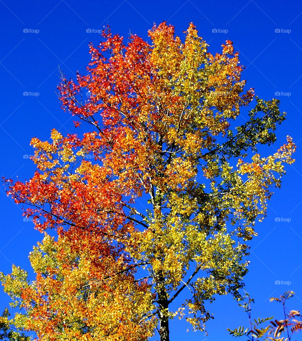 colors trees leaves leaf by ka71