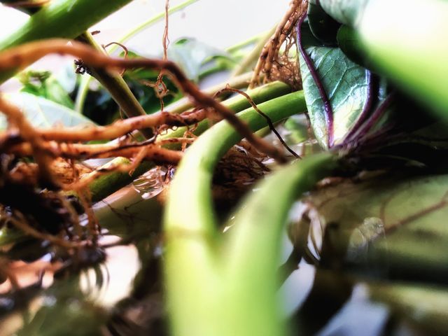 Natureza 