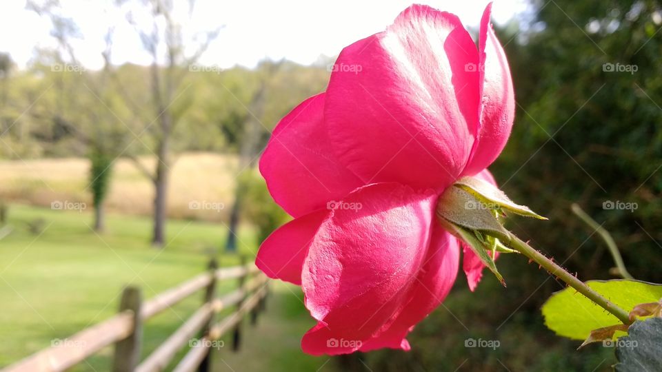 Pink rose blooming outdoors