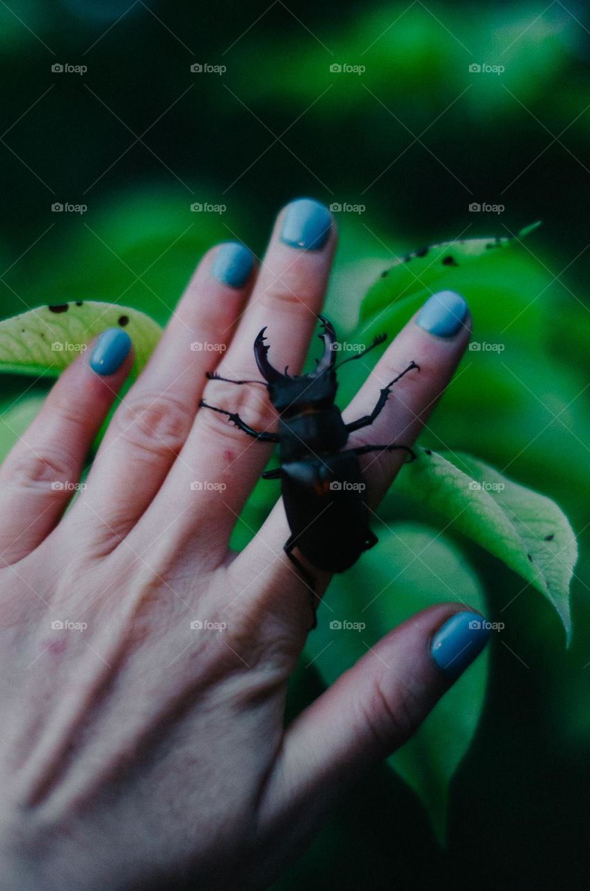 Female hand with blue nails and a stag beetle.