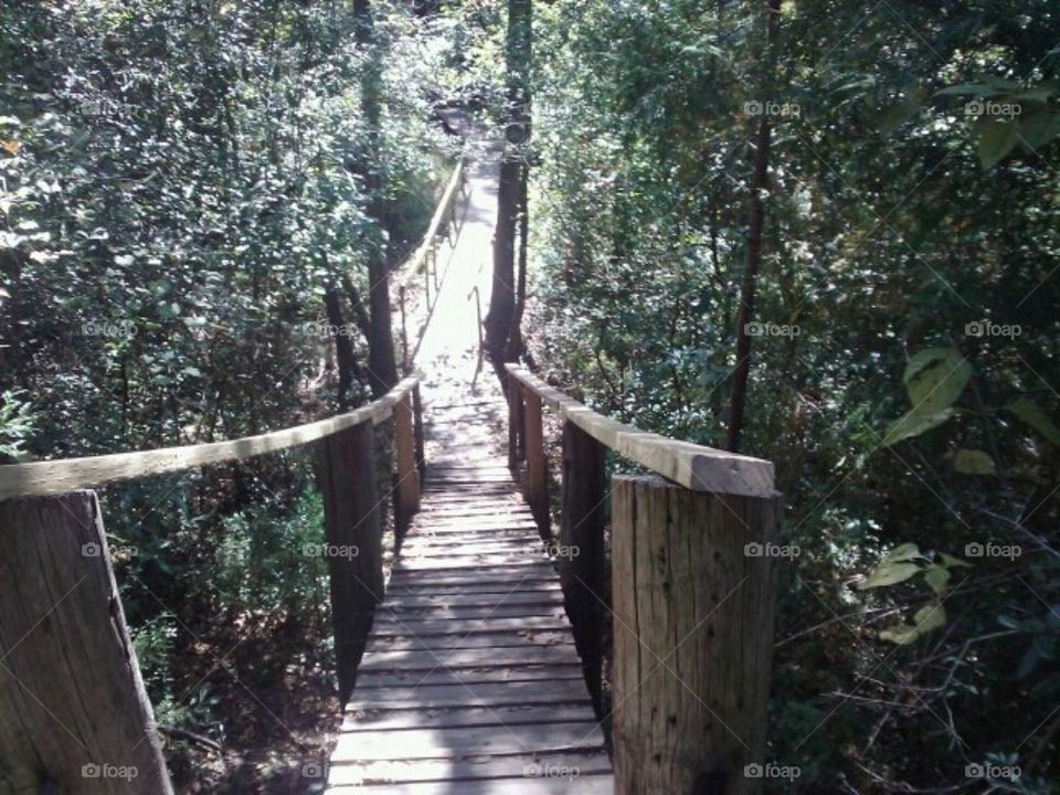Bridge in the woods 