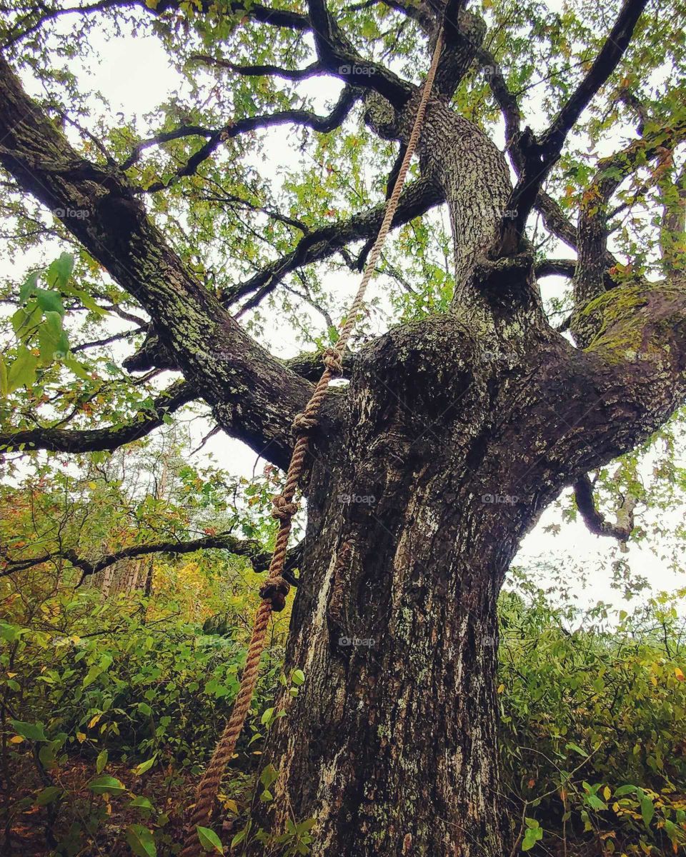 Tree, Wood, Nature, Leaf, No Person