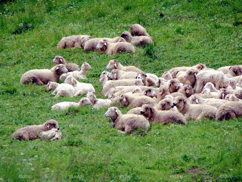 On the Tatra Mountains meadows