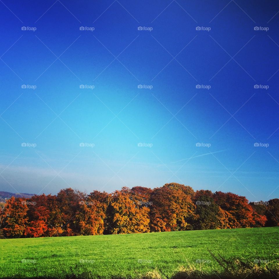 Scenic view of autumn trees