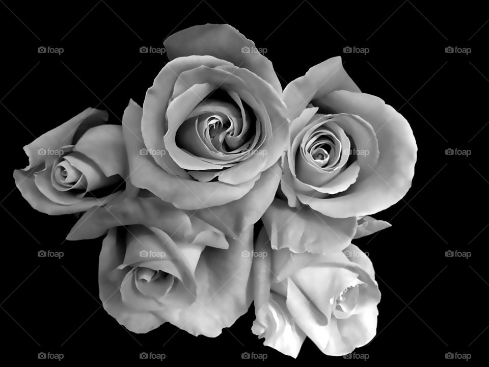 Black and white roses
