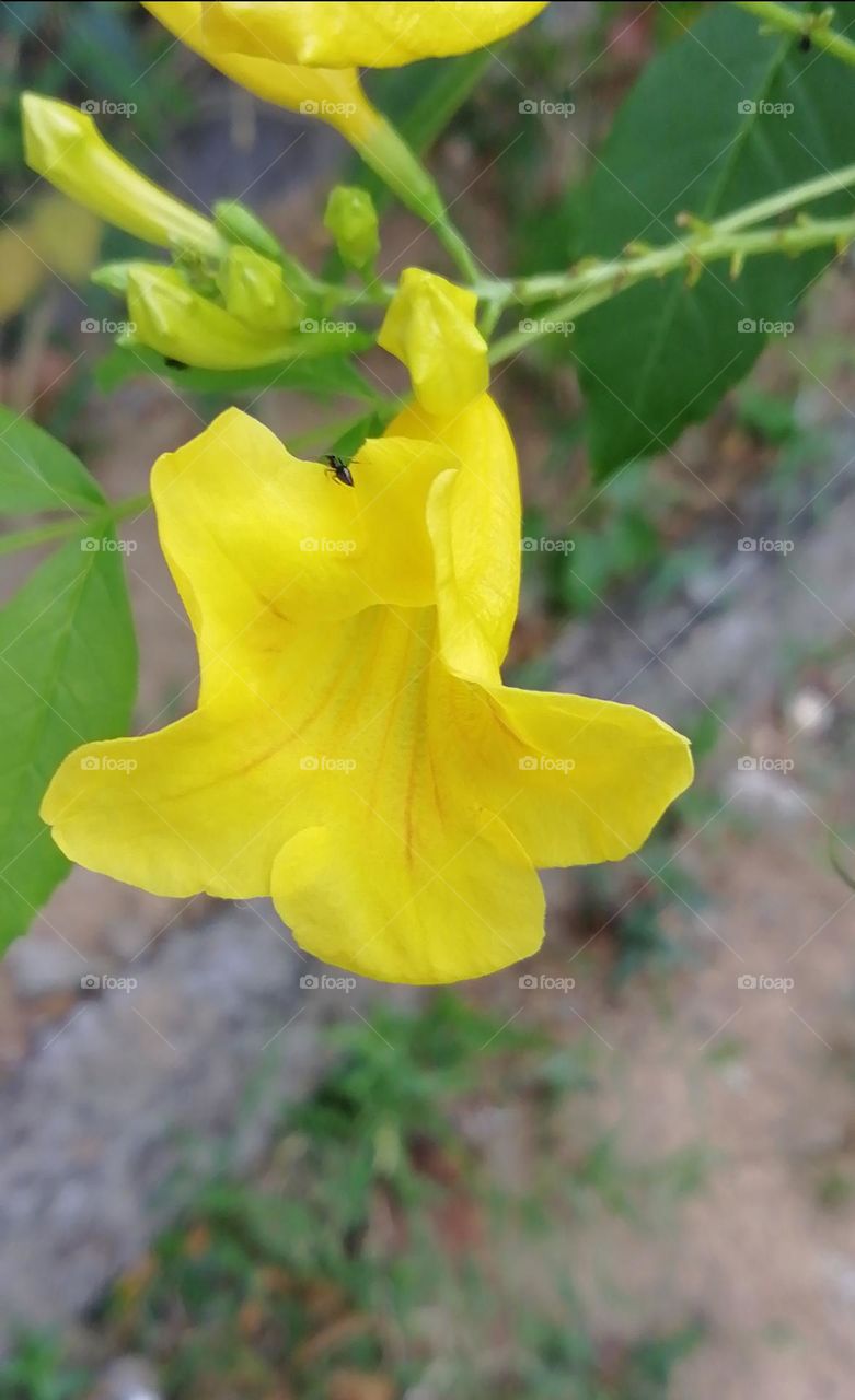 Yellow capture greenline