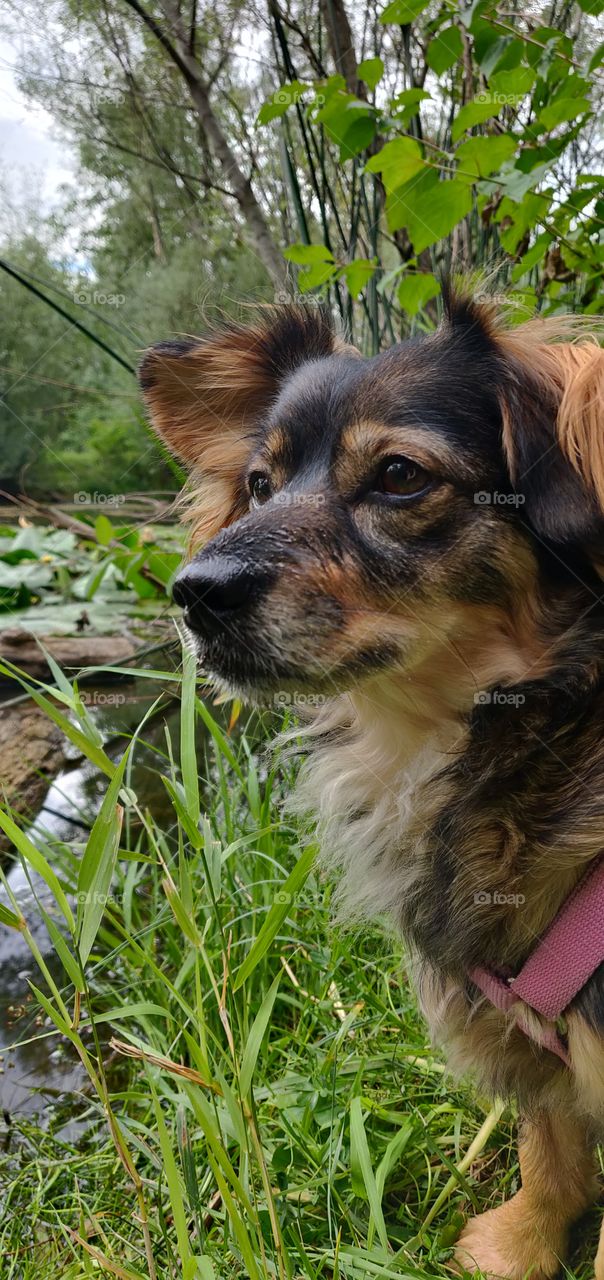 dog looking at pond